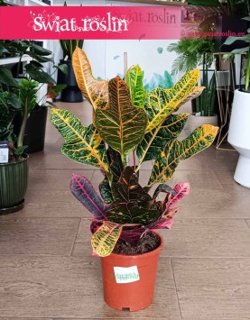 Kroton Excellent łatwa w uprawie roślina z wysyłką, Trójskrzyn, Codiaeum