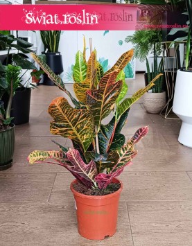 Kroton Excellent kup w sklepie online internetowym z wysyłką, Trójskrzyn, Codiaeum