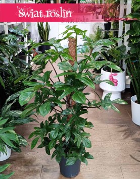 Duży Filodendron Pedatum na paliku, Philodendron Pedatum, Wielki Filodendron Postrzępiony na paliku, sklep z roślinami online