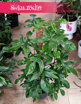Duży Filodendron Pedatum na paliku, Philodendron Pedatum, Wielki Filodendron Postrzępiony na paliku