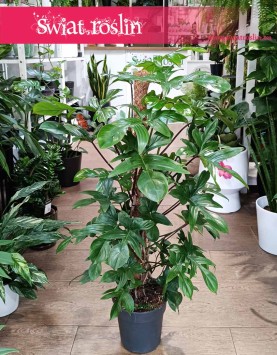 Filodendron Pedatum, sklep z dużymi philodendronami w Krakowie online, sklep z rołsinami doniczkowymi, rośliny Kraków