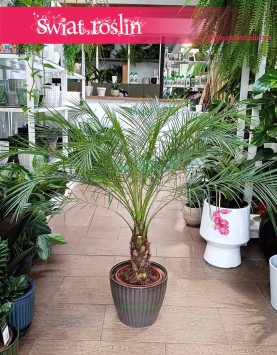 Palma daktylowa Phoenix Roebelenii, Daktylowiec Niski, Daktylowiec Karłowat