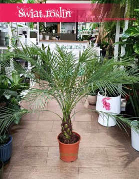 Phoenix Roebelenii palma daktylowa w sklepie Kraków do kupienia, Daktylowiec Niski, Daktylowiec Karłowaty