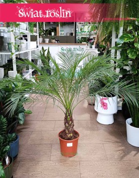 Phoenix Roebelenii, Daktylowiec Niski, Daktylowiec Karłowaty, palma daktylowiec sklep online wysyłka