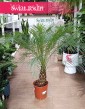 Phoenix Roebelenii palma daktylowa sklep internetowy online, Daktylowiec Niski, Daktylowiec Karłowaty