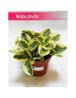 Peperomia Obtipan Bicolor, Pieprzówka, Peperomia Obtipan Variegata, Peperomia Obtipan 5