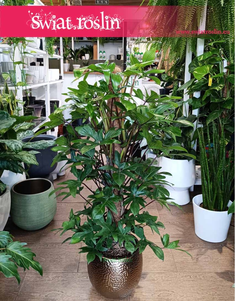 Duży Philodendron Pedatum, Wielki Filodendron Pedatum.