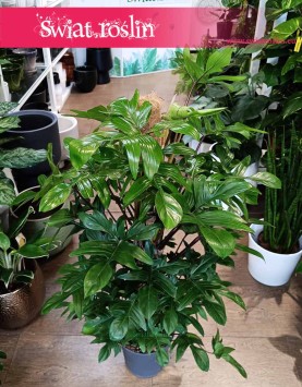 Duży Philodendron Pedatum do kupienia online w sklepie, Wielki Filodendron Pedatum.