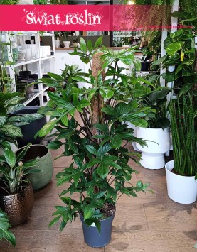 Wielki Filodendron Pedatum do kupienia w sklepie internetowym, Duży Philodendron Pedatum