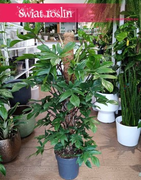 Duży Philodendron Pedatum, Wielki Filodendron Pedatum do biura do firmy do salonu oczyszcza powietrze