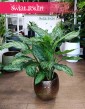 Aglonema Chantal, Aglaonema Chantal