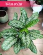 Aglonema Chantal sklep wysyłka roślin Kraków, Aglaonema Chantal