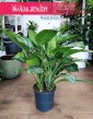 Aglonema Chantal, Aglaonema Chantal wysyłka rośliny sklep online