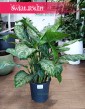 Aglonema Chantal rośliny doniczkowe sklep internetowy online, Aglaonema Chantal