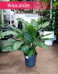 Aglaonema Chantal, Aglonema Chantal