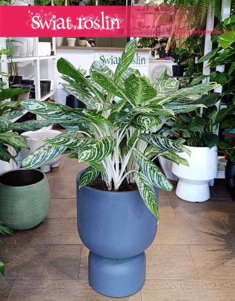 Aglaonema Madonna, Aglonema Madonna