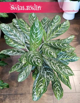 Aglaonema Madonna, Aglonema Madonna sklep z roślinami w Krakowie online