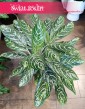 Aglaonema Madonna, Aglonema Madonna sklep z roślinami w Krakowie online