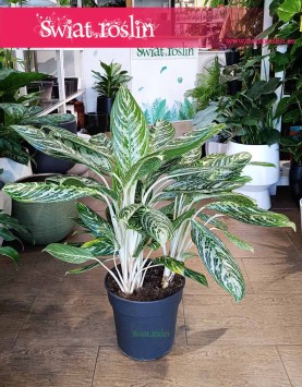 Aglaonema Madonna, Aglonema Madonna internetowy sklep z roślinami online