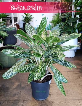 Aglaonema Madonna populrane rośliny sklep Kraków online, Aglonema Madonna