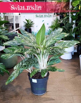 Aglaonema Madonna modne rośliny sklep internetowy, Aglonema Madonna