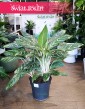 Aglaonema Madonna modne rośliny sklep internetowy, Aglonema Madonna