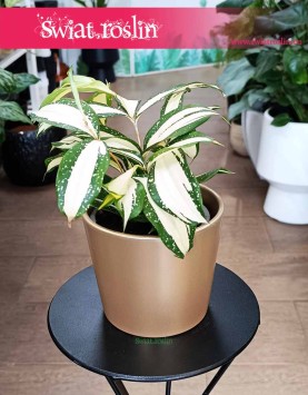 Dracena Surculosa Milky Way, Dracaena Surculosa Milky Way, Dracena rozgałęziona Milky Way