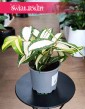 Kolekcjonerska roślina Dracena Surculosa Milky Way kup online w sklepie internetowym, Dracaena Surculosa Milky Way,