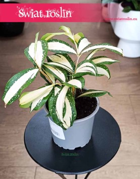 Dracena Milky Way kup w sklepie w Krakowie, Dracaena Milky Way, Dracena rozgałęziona Milky Way