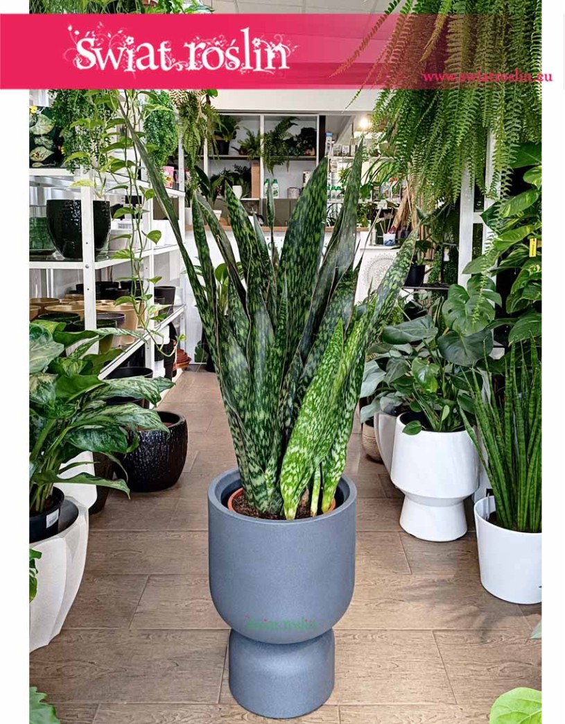 duża Sansevieria Jamaiquina, wielka Sansewiera Jamajka-Jamaika Jamaiquina
