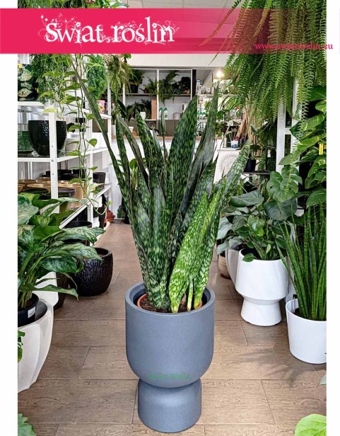 duża Sansevieria Jamaiquina, wielka Sansewiera Jamajka-Jamaika Jamaiquina