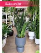 duża Sansevieria Jamaiquina, wielka Sansewiera Jamajka-Jamaika Jamaiquina