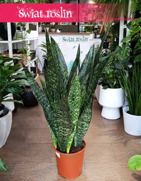 wielka Sansevieria Jamaiquina, Sansewiera Jamajka-Jamaika Jamaiquina do biura do firmy do mieszkania do salonu