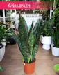 wielka Sansevieria Jamaiquina, Sansewiera Jamajka-Jamaika Jamaiquina do biura do firmy do mieszkania do salonu