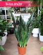 wielka Sansevieria Jamaiquina kup z dostawą ze sklepu internetowego online, duża Sansewiera Jamajka-Jamaika Jamaiquina
