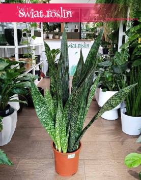 Duża Sansewiera Jamaiquina łatwa w uprawie oczyszczająca powietrze