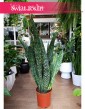Duża oczyszczająca powietrze Sansevieria Jamaiquina do kupienia z dostawą, Sansewiera Jamajka-Jamaika Jamaiquina