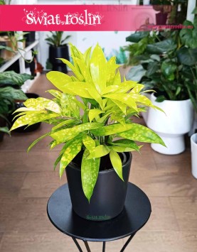 Dracena Surculosa Mike, Dracaena Surculosa Mike, Dracena rozgałęziona Mike