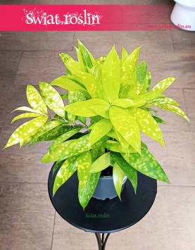 Dracena Surculosa Mike, Dracana Surculosa Mike kup w krakowie lub online z wysyłką pod drzwi