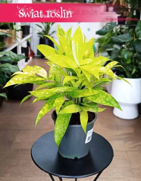 Dracena Surculosa Mike, Dracana Surculosa Mike oczyszczająca powietrze roślina z dostawą