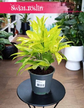 Dracena Surculosa Mike, Dracana Surculosa Mike, Dracena rozgałęziona Mike do biura na biurko na parapet