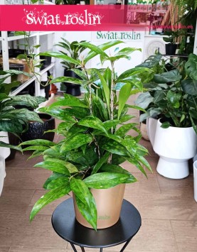 Dracena Surculosa, Dracaena Surculosa, Dracena rozgałęziona