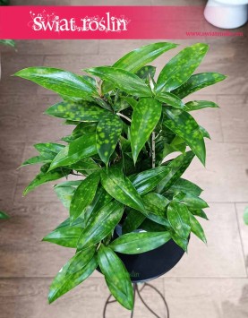 Dracena Surculosa kup online w sklepie internetowym, Dracaena Surculosa, Dracena rozgałęziona