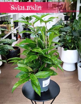 Dracena Surculosa kup w Krakowie, Dracaena Surculosa, Dracena rozgałęziona