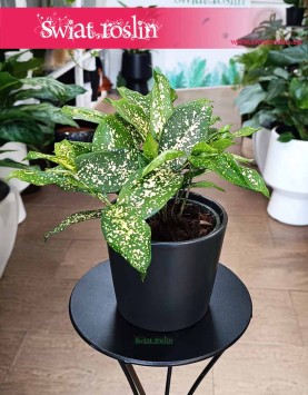 Dracena Surculosa Florida Beauty, Dracaena Surculosa Florida Beauty, Dracena rozgałęziona Florida Beauty