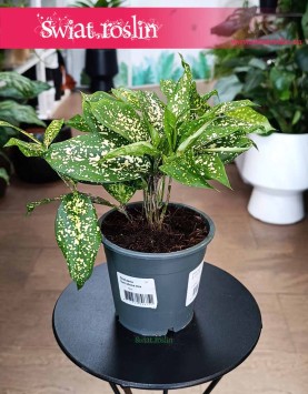 Dracena Surculosa Florida Beauty, Dracaena Surculosa Florida Beauty, Dracena rozgałęziona Florida Beauty kup z dostawą