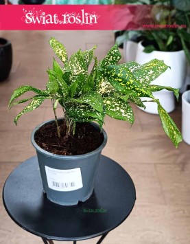 Dracena Surculosa Florida Beauty, Dracaena Surculosa Florida Beauty do kupienia w Krakowie lub online w całej Polsce