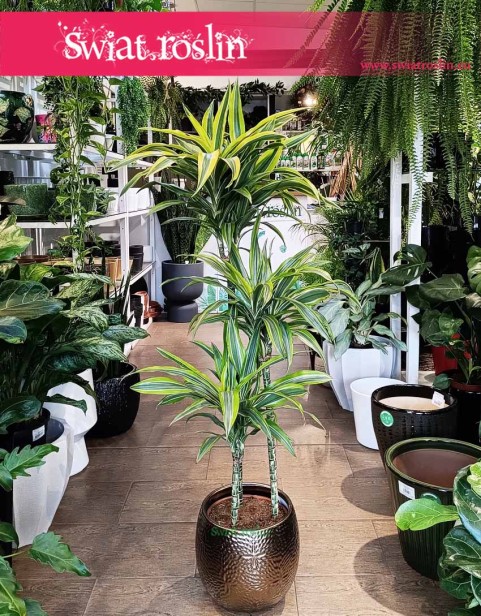 Dracena Lemon Lime 3 pnie, Dracaena Lemon Lime 3 pnie