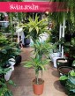 Dracena Lemon Lime 3 pnie, Dracaena Lemon Lime 3 pnie do kupienia w sklepie wysyłka roślin
