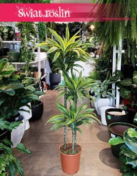 Dracena Lemon Lime 3 pnie  do kupienbiasklepie w Krakowie lub z wysyłką, Dracaena Lemon Lime 3 pnie